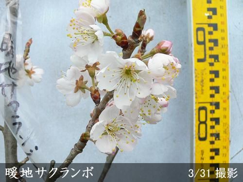 【順次出荷中】3年生苗◇暖地さ