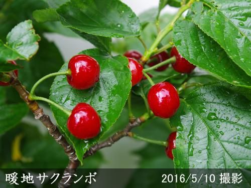 【順次出荷中】大苗◇暖地さくら