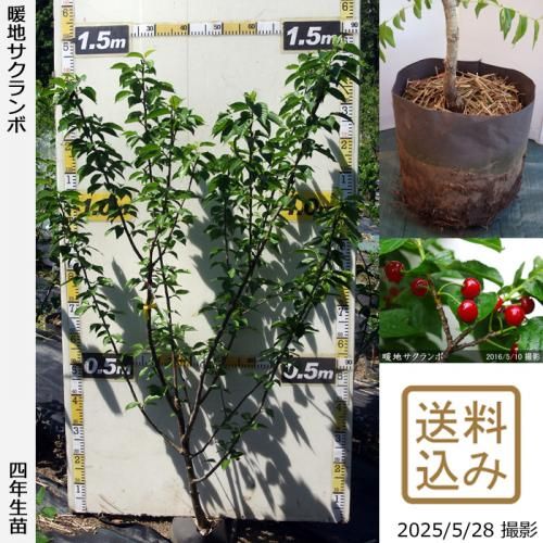 ڽ缡вġϤ[ݥå 2022ǯ:L]ռӡ