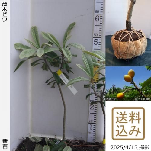 【順次出荷中】新苗◇ビワ(枇杷