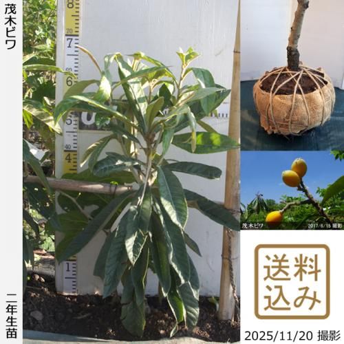 ڽ缡в2ǯġӥ() ڤӤ[Ϸ 2024ǯ:M]