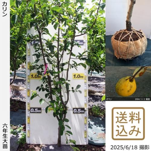 <img class='new_mark_img1' src='https://img.shop-pro.jp/img/new/icons14.gif' style='border:none;display:inline;margin:0px;padding:0px;width:auto;' />2025ǯͽʡġ()[Ϸ 2020ǯ:3L]緿