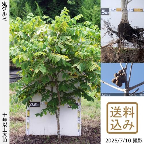 北の蝦夷　鬼胡桃の大苗　1メートル50センチ　大小セット 北の蝦夷鬼胡桃の大苗1メートル50センチ