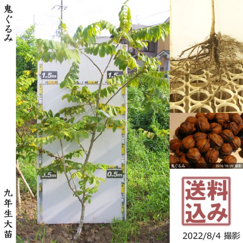 くるみの苗 1本 胡桃 苗 無農薬栽培 稀 家庭菜園苗 | gulatilaw.com