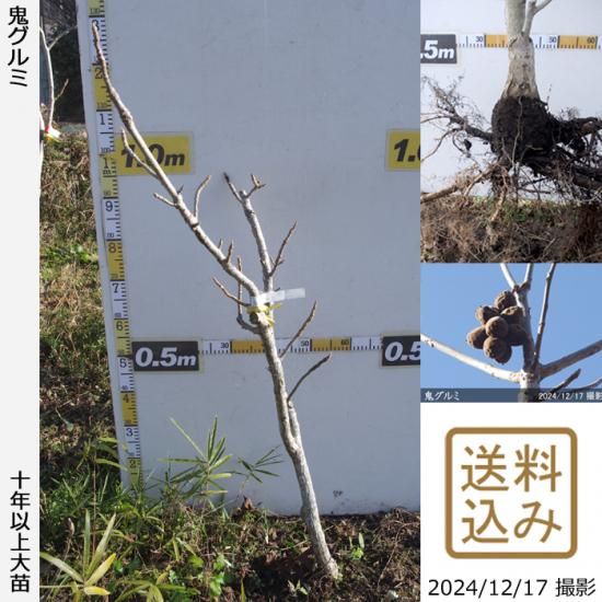 【順次出荷中】大苗◇クルミ(胡