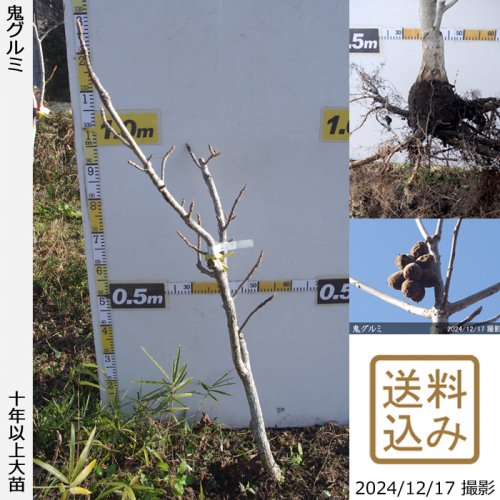 ナッツ類 ペカンナッツ・クルミ(胡桃)の地堀大苗 - 果樹苗・大苗・苗木販売の隅田農園@京都丹波