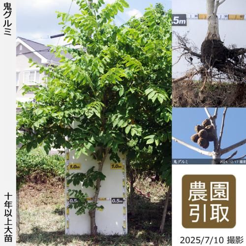 北の蝦夷　鬼胡桃の特大苗木　1メートル50センチ 北の蝦夷鬼胡桃の大苗1メートル50センチ