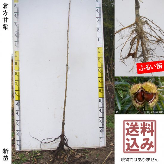 クリ(栗 中生種) 倉方甘栗(くらかたあまぐり)新苗[一年生苗] - 果樹苗 