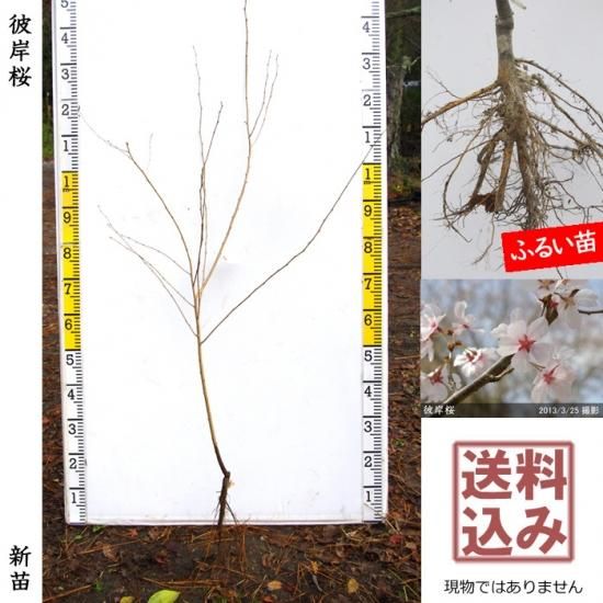 サクラ 桜 彼岸桜 ヒガンザクラ 新苗 一年生苗 果樹苗 大苗 苗木販売の隅田農園 京都亀岡