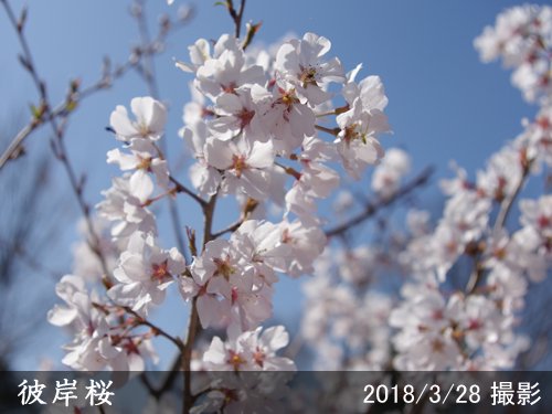 サクラ 桜 彼岸桜 ヒガンザクラ 新苗 一年生苗 果樹苗 大苗 苗木販売の隅田農園 京都亀岡