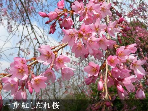 サクラ 桜 一重紅しだれ桜新苗 一年生苗 果樹苗 大苗 苗木販売の隅田農園 京都亀岡