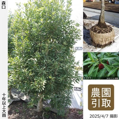 <img class='new_mark_img1' src='https://img.shop-pro.jp/img/new/icons14.gif' style='border:none;display:inline;margin:0px;padding:0px;width:auto;' />ڽ缡ġޥ() (ꤰ)[Ϸ 2014ǯ:7L]ռӡΤ