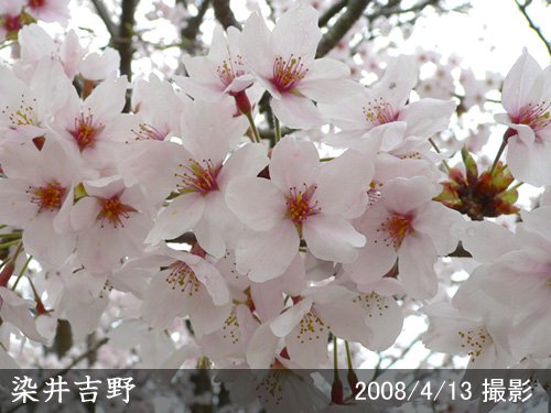 サクラ(桜) 染井吉野(ソメイヨシノ)新苗[一年生苗] - 果樹苗・大苗