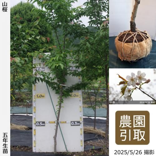 <img class='new_mark_img1' src='https://img.shop-pro.jp/img/new/icons14.gif' style='border:none;display:inline;margin:0px;padding:0px;width:auto;' />2025ǯͽʡġ()(ޥ)[Ϸ 2021ǯ:LL(high)]Τ
