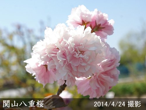 サクラ(桜) 関山(カンザン)八重桜 新苗[一年生苗] - 果樹苗・大苗・苗木販売の隅田農園@京都亀岡