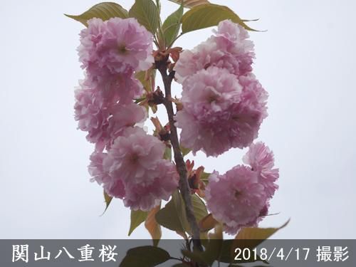 サクラ 桜 関山 カンザン 八重桜 新苗 一年生苗 果樹苗 大苗 苗木販売の隅田農園 京都丹波