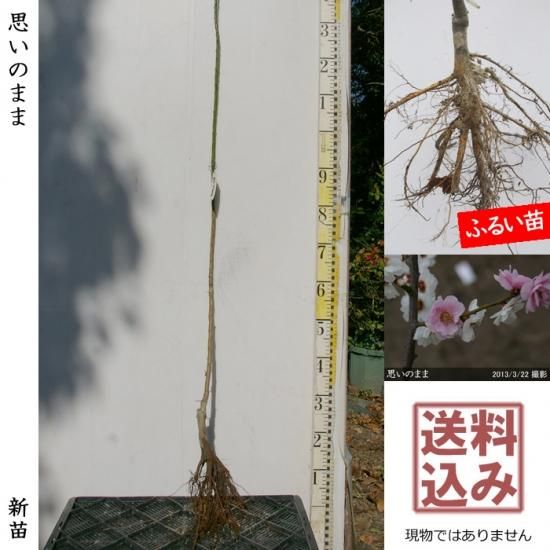 ハナウメ 花梅 思いのまま新苗 一年生苗 果樹苗 大苗 苗木販売の隅田農園 京都亀岡