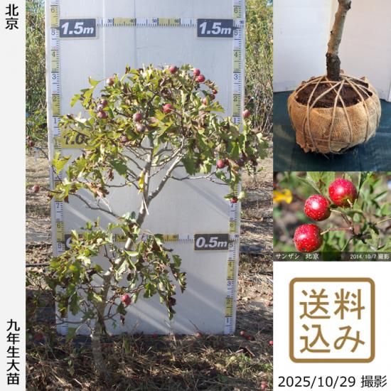 【2025年度予約商品】大苗◇