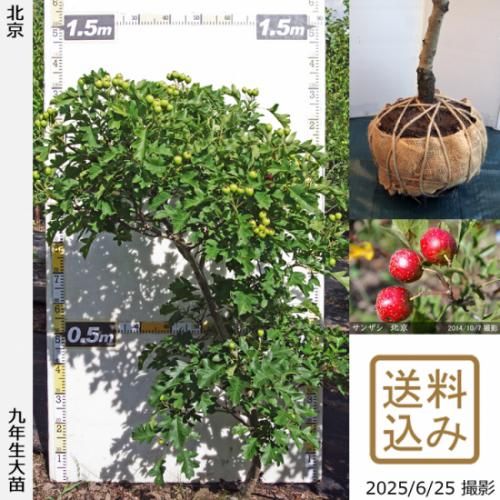 【2025年度予約商品】大苗◇