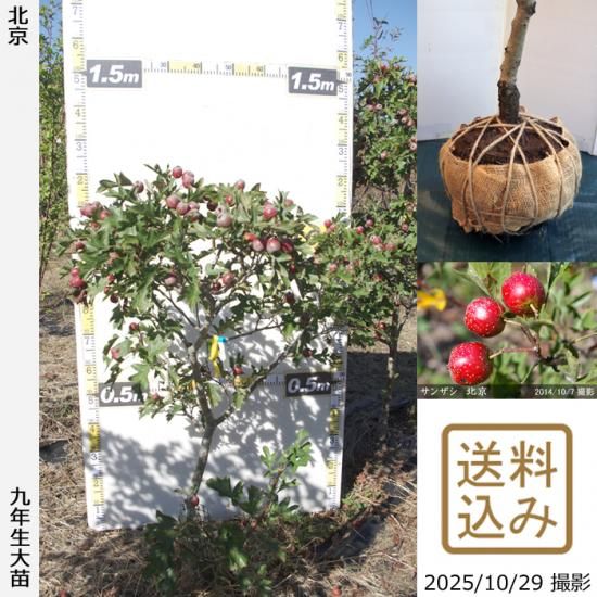 【2025年度予約商品】大苗◇