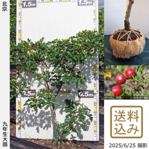 【2025年度予約商品】大苗◇