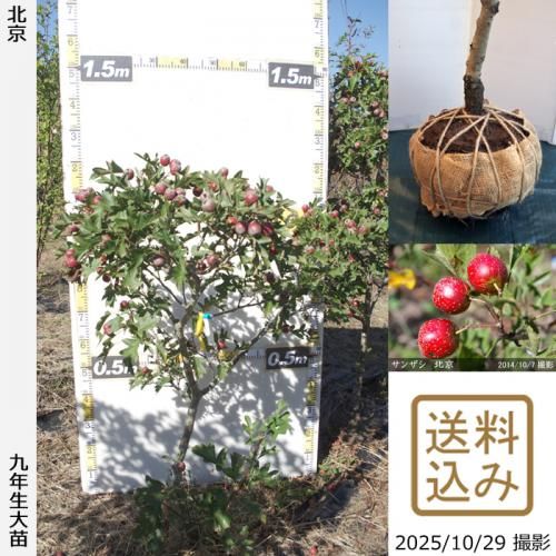 2025ǯͽʡġ󥶥() ̵[Ϸ 2017ǯ:S]ռӡ