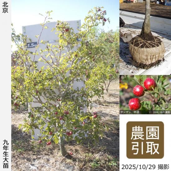 【順次引渡中】大苗◇サンザシ(