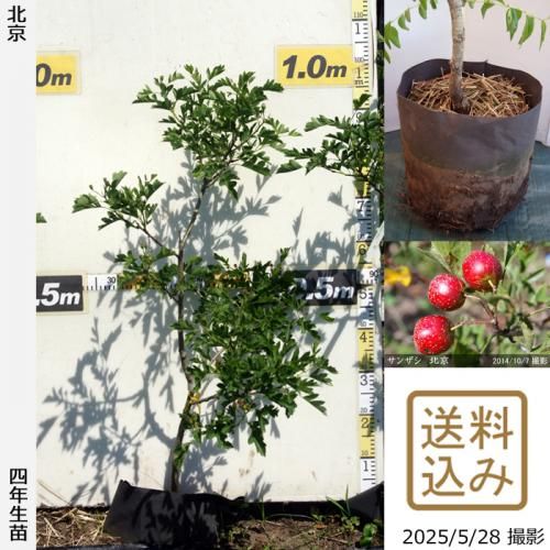 <img class='new_mark_img1' src='https://img.shop-pro.jp/img/new/icons14.gif' style='border:none;display:inline;margin:0px;padding:0px;width:auto;' />2025ǯͽʡġ󥶥() ̵[ݥå 2022ǯ:M]