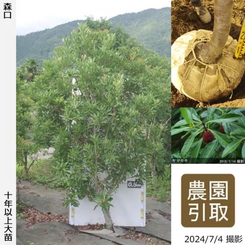 ġޥ() (ꤰ)[Ϸ 2014ǯ:LL]ռӡΤ