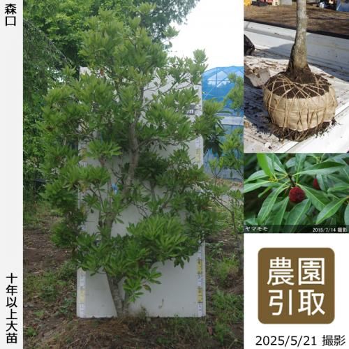2025ǯͽʡġޥ() (ꤰ)[Ϸ 2014ǯ:4L]ռӡΤ