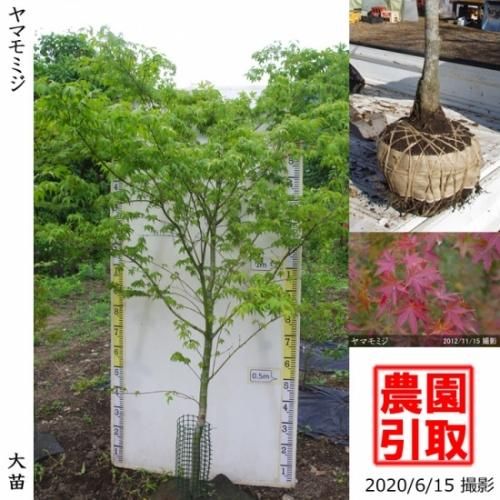 【2025年度予約商品】大苗◇