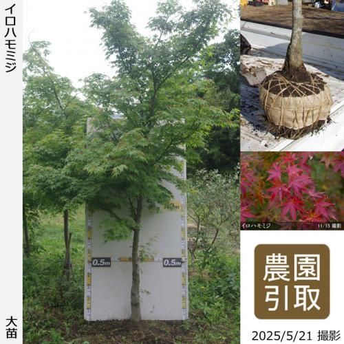 <img class='new_mark_img1' src='https://img.shop-pro.jp/img/new/icons14.gif' style='border:none;display:inline;margin:0px;padding:0px;width:auto;' />2025ǯͽʡġߥ() ϥߥ[Ϸ:5L]Τ