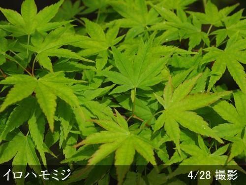 【2025年度予約商品】大苗◇