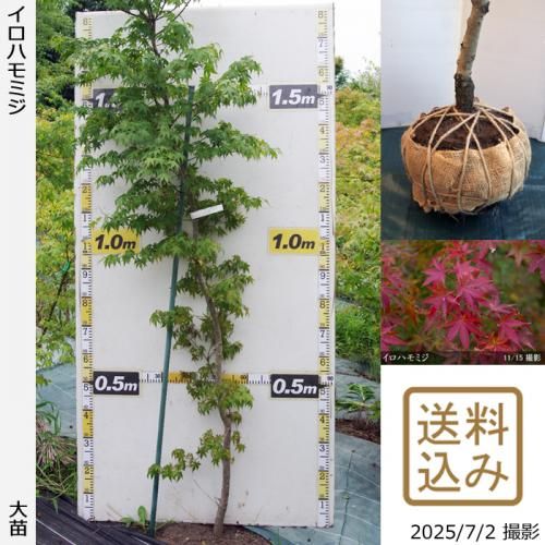 モミジ(紅葉)の地掘大苗 - 記念樹・果樹苗・大苗・苗木販売の隅田農園