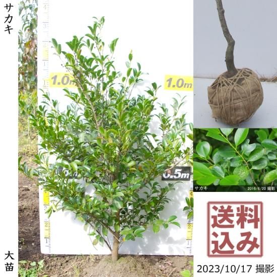 ◆根回し済◆【順次出荷中】大苗
