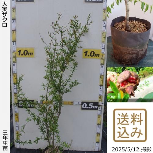 <img class='new_mark_img1' src='https://img.shop-pro.jp/img/new/icons14.gif' style='border:none;display:inline;margin:0px;padding:0px;width:auto;' />2025ǯͽʡ3ǯġ¥()[ݥå 2023ǯ:M]