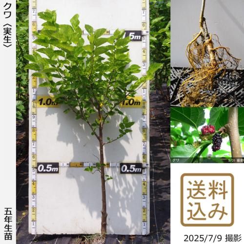 長桑　四季なり　桑苗　確認用 長桑 四季なり 桑苗 確認用 Amazon.co.jp: 四季成り マルベリー 苗