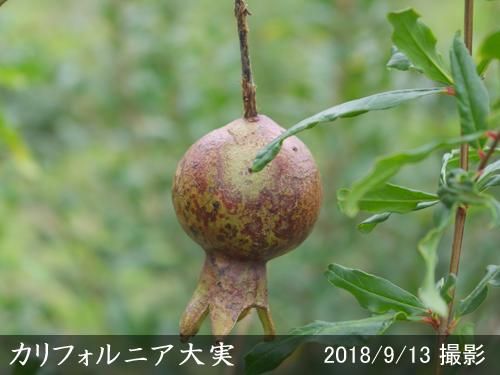 【2025年度予約商品】大苗◇
