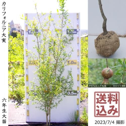ザクロ 柘榴 の地堀大苗 果樹苗 大苗 苗木販売の隅田農園 京都丹波 ザクロ 柘榴 の地堀大苗 果樹苗 大苗 苗木販売の隅田農園 京都丹波