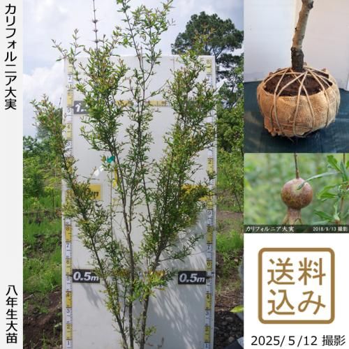 <img class='new_mark_img1' src='https://img.shop-pro.jp/img/new/icons14.gif' style='border:none;display:inline;margin:0px;padding:0px;width:auto;' />2025ǯͽʡġե˥¥()[Ϸ 2018ǯ:LL]