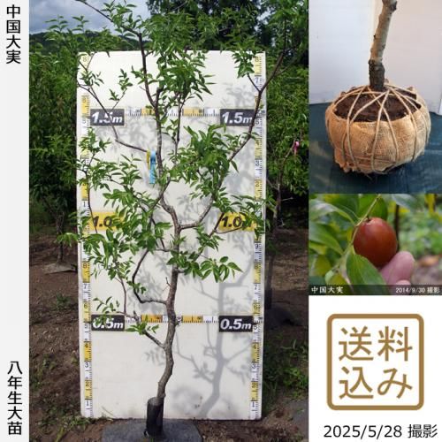 <img class='new_mark_img1' src='https://img.shop-pro.jp/img/new/icons14.gif' style='border:none;display:inline;margin:0px;padding:0px;width:auto;' />2025ǯͽʡġʥĥ(ܧ)[Ϸ 2018ǯ:4L]ռӡ緿