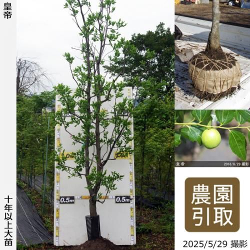 <img class='new_mark_img1' src='https://img.shop-pro.jp/img/new/icons14.gif' style='border:none;display:inline;margin:0px;padding:0px;width:auto;' />2025ǯͽʡġʥĥ(ܧ)(Ƥ)[Ϸ 2015ǯ:7L]ռӡΤ