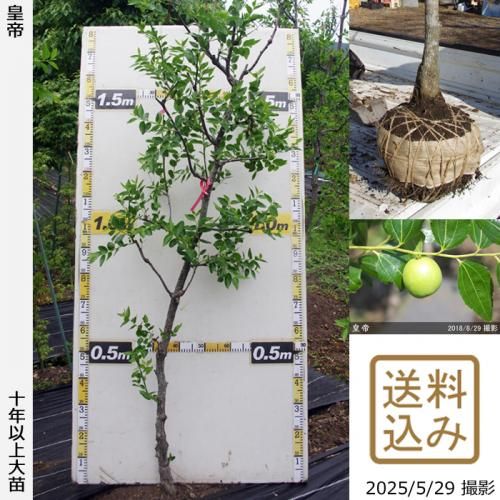 <img class='new_mark_img1' src='https://img.shop-pro.jp/img/new/icons14.gif' style='border:none;display:inline;margin:0px;padding:0px;width:auto;' />2025ǯͽʡġʥĥ(ܧ)(Ƥ)[Ϸ 2015ǯ:3L]ռӡ緿