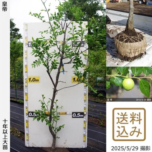 <img class='new_mark_img1' src='https://img.shop-pro.jp/img/new/icons14.gif' style='border:none;display:inline;margin:0px;padding:0px;width:auto;' />2025ǯͽʡġʥĥ(ܧ)(Ƥ)[Ϸ 2016ǯ:4L]ռӡ緿