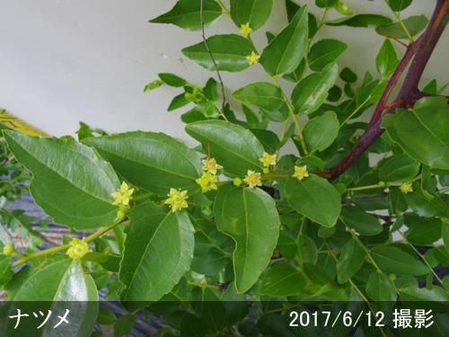 【順次出荷中】大苗◇ナツメ(棗