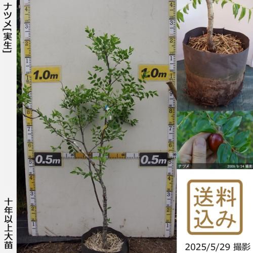 <img class='new_mark_img1' src='https://img.shop-pro.jp/img/new/icons14.gif' style='border:none;display:inline;margin:0px;padding:0px;width:auto;' />ڽ缡вġʥĥ(ܧ)[ݥå 2015ǯ:S]ռӡ