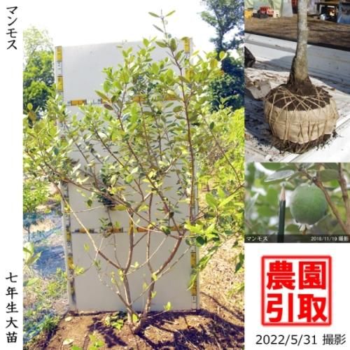 【2025年度予約商品】大苗◇