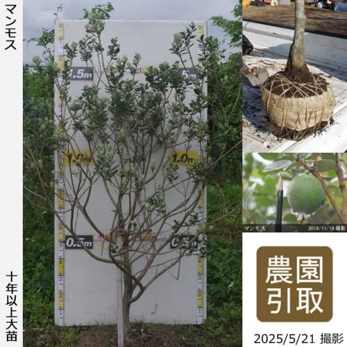 <img class='new_mark_img1' src='https://img.shop-pro.jp/img/new/icons14.gif' style='border:none;display:inline;margin:0px;padding:0px;width:auto;' />2025ǯͽʡġե祢 ޥ⥹[Ϸ 2016ǯ:3L]ռӡΤ