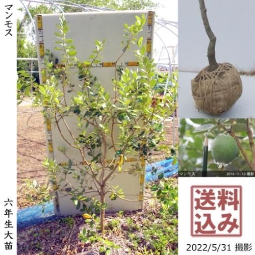 【2025年度予約商品】大苗◇