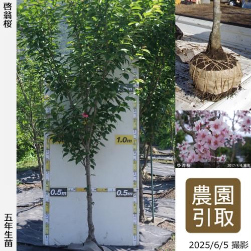 <img class='new_mark_img1' src='https://img.shop-pro.jp/img/new/icons14.gif' style='border:none;display:inline;margin:0px;padding:0px;width:auto;' />2025ǯͽʡġ()()[Ϸ 2021ǯ:3L(high)]緿